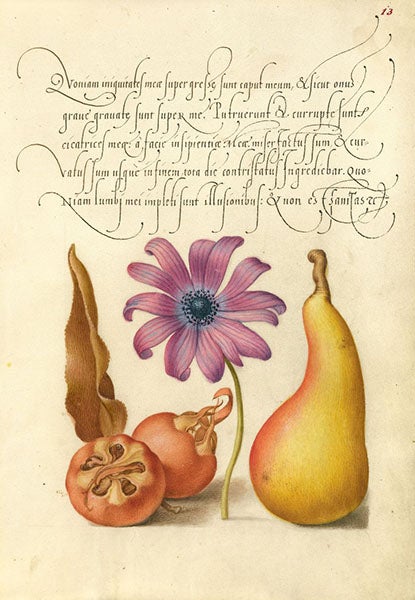 Medlar, poppy anemone, pear; illumination by Joris Hoefnagel, Mira calligraphiae monumenta, calligraphy by Georg Bockskay ca 1562, illuminations ca 1591-95, J. Paul Getty Museum (getty.edu)
