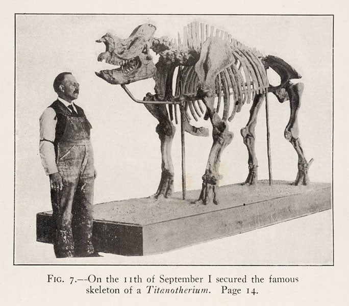 Charles H. Sternberg, standing next to a mounted Titantotherium that he discovered, in C.H. Sternberg, Hunting Dinosaurs in the Bad Lands of the Red Deer River, Alberta, Canada, 1917 (Linda Hall Library)
