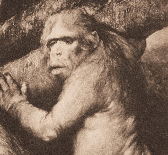 Pithecanthropus alalus, detail of sixth image, in Natürliche Schopfungsgeschichte, by Ernst Haeckel, 1898 (Linda Hall Library)