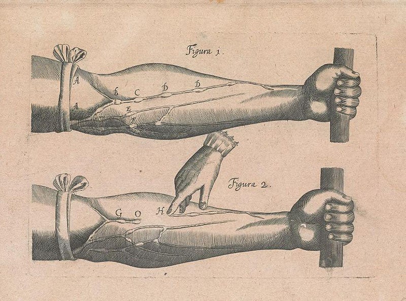 First engraving, figs 1 and 2, showing how blood can be swept out of the veins toward the heart, but not away from it, because of the one-way valves, in De motu cordis, by William Harvey, 1628, Smithsonian Institution Libraries (library.si.edu)