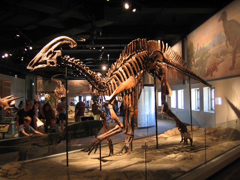 Parasaurolophus mount at the Field Museum, Chicago