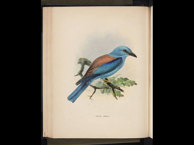 Henry Eeles Dresser - Linda Hall Library