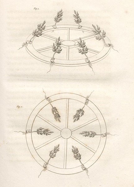 Effects of centrifugal force on seedings, engraving, Elements of Agricultural Chemistry, in a Course of Lectures for the Board of Agriculture, by Humphry Davy, figs. 1-2, foll p. 30, 1813 (Linda Hall Library)