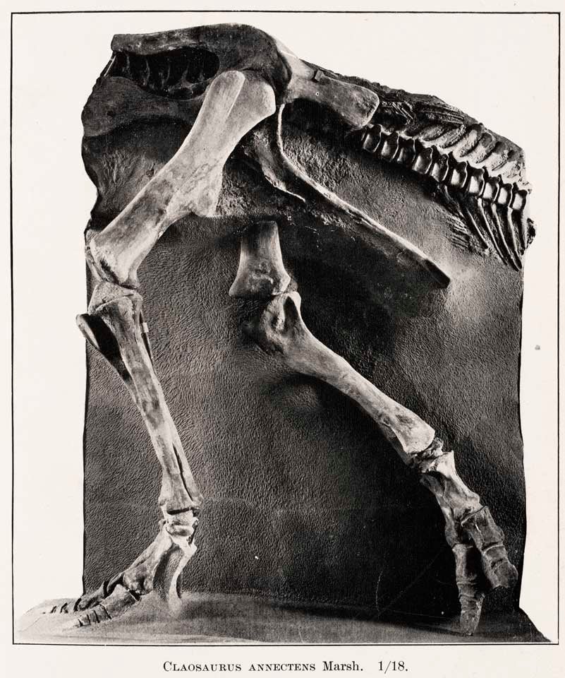 Pelvis and hind legs of the Claosaurus annectens mount. This work was on display in the original exhibition as item 26. Image source: Beecher, Charles E. "The reconstruction of a Cretaceous dinosaur, Claosaurus annectens Marsh," in: Transactions of the Connecticut Academy of Arts and Sciences, vol. 11 (1901-1902), pl. 43.