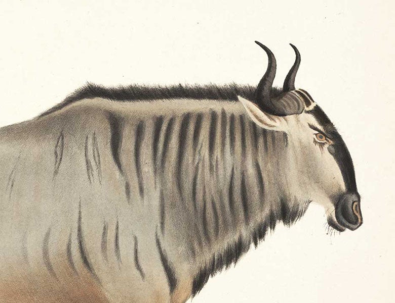 Detail of a wildebeest, hand-colored lithograph by Gerald H. Ford, in Andrew Smith, <i>Illustrations of the Zoology of South Africa, vol. 1: Mammalia</i>, 1838 (Linda Hall Library)