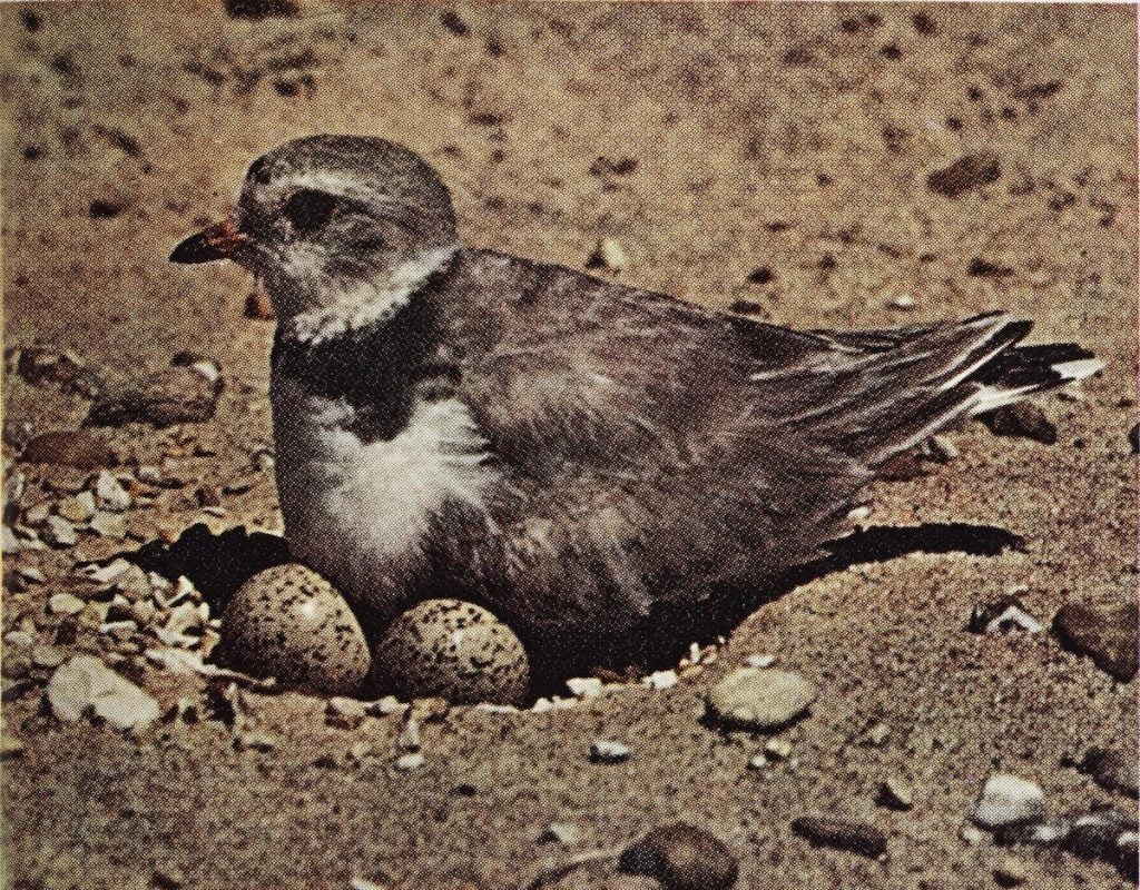 Piping Plover nesting on a sandbar. Image source: Photo by Olin Sewall Pettingill, Jr., in Wetmore, Alexander, et al. Water, Prey and Game Birds of North America. National Geographic Society, 1965, p. 319. View Source