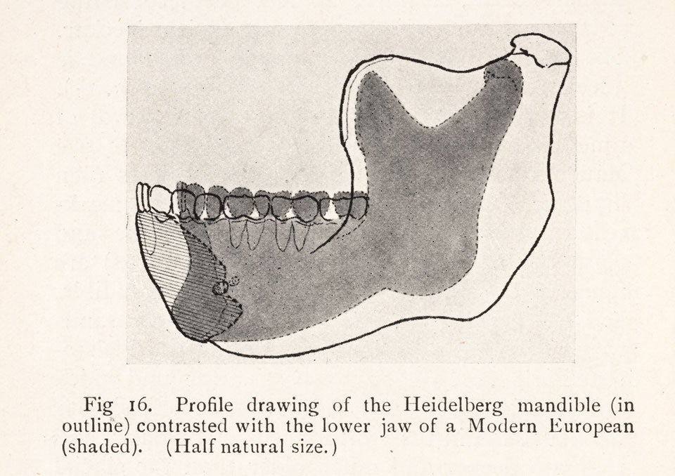 Side profile of the Heidelberg mandible with a modern European jaw. Image source: Keith, Arthur. Ancient Types of Man. London & New York: Harper & Brothers, 1911, p. 82.