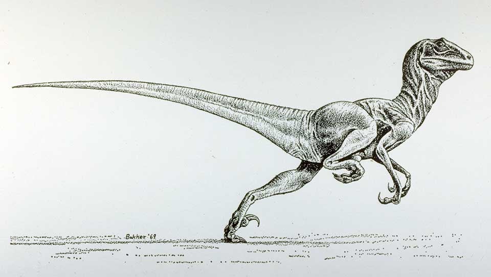 Restoration drawing of Deinonychus by Robert Bakker. This work was on display in the original exhibition as item 49. Image source: Ostrom, John H. Osteology of Deinonychus antirrhopus, an unusual theropod dinosaur from the Lower Cretaceous of Montana. New Haven: Peabody Museum of Natural History, Yale University, 1969. Series: Yale University. Peabody Museum of Natural History. Bulletin 30, frontispiece.