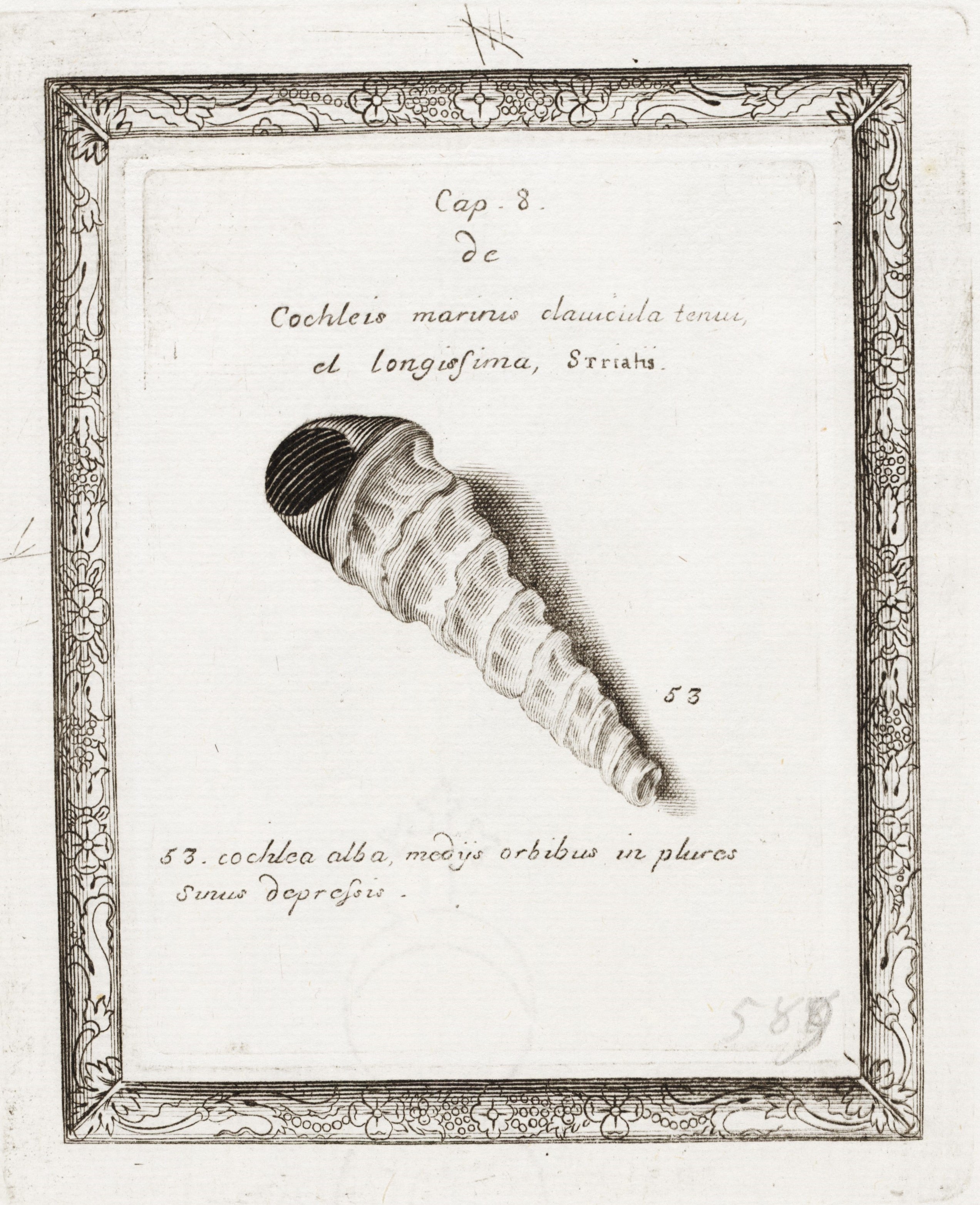 Historiae Conchyliorum was Dr. Lister’s opus, but its production was a family affair. Anna and Susanna, taught by their father, drew and engraved the illustrations. The plates were printed on a press at home, probably by a brother. The sisters designed some plates solely used as decorative borders. 