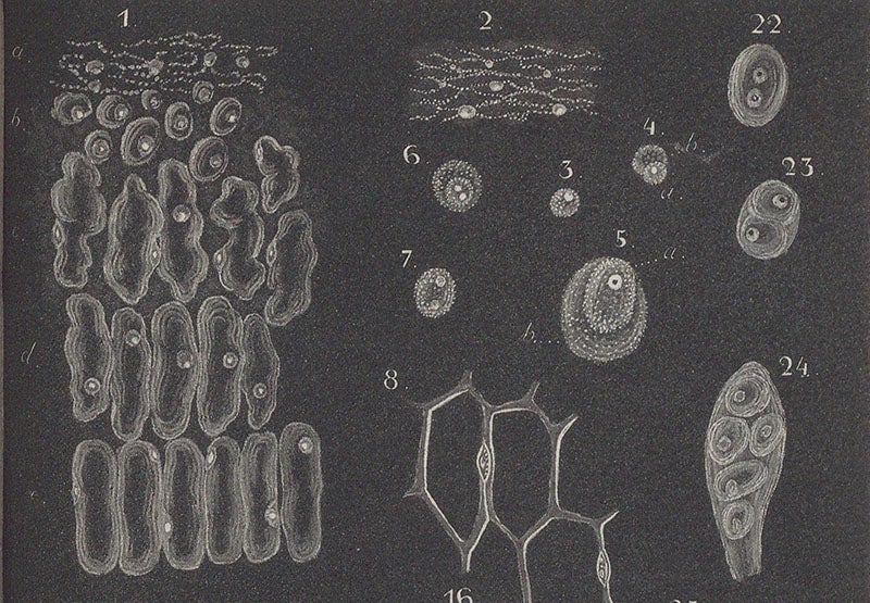 Plants cells with nuclei, detail of an engraving accompanying Matthias Schleiden, "Beiträge zur Phytogenesis", <i>Müller's Archiv</i>, vol. 5, 1838 (Linda Hall Library)