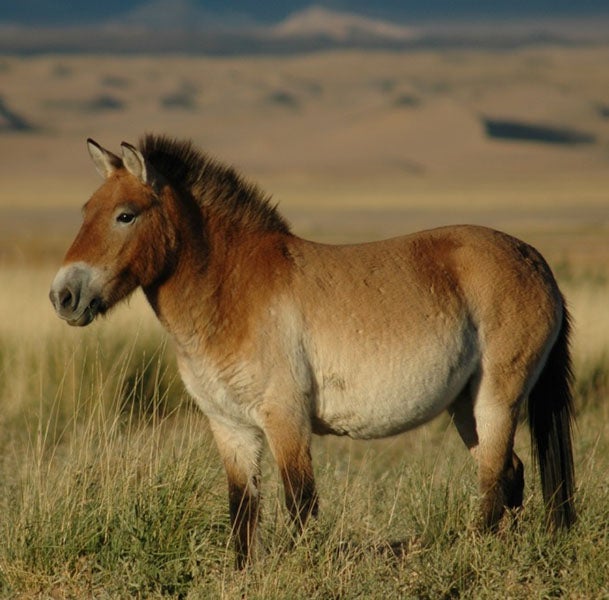 Reintroduced Przhevalsky’s horse, Khar Us Nuur National Park, Mongolia, modern photograph (Wikimedia commons)