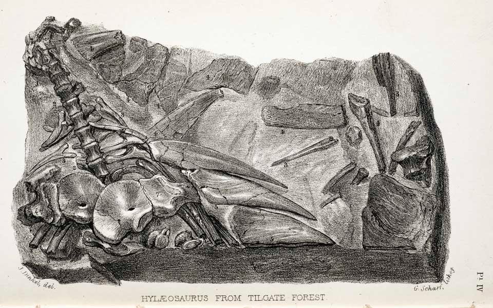 Hylaeosaurus remains. This work is part of our History of Science Collection, but it was NOT included in the original exhibition. Image source: Mantell, Gideon. The Wonders of Geology. 4th ed. London: Relfe & Fletcher, 1840, pl. 4.