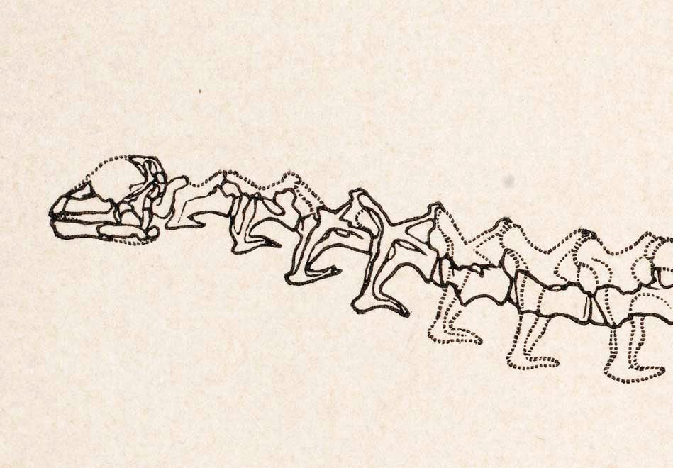Brontosaurus excelsus skull. This work was on display in the original exhibition as item 18. Image source: Marsh, Othniel C. "Principal characters of American Jurassic dinosaurs. Part VI: Restoration of Brontosaurus," in: American Journal of Science, series 3, vol. 26 (1883), pp. 80-81, pl. 1.