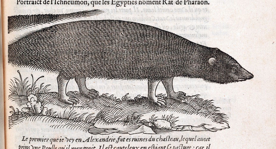 First image drawn from life of an ichneumon, from Pierre Belon, Les observations de plusieurs singularitez et choses memorables (Paris, 1553.)