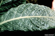 Tobacco leaf infected with tobacco mosaic virus (Wikimedia commons)