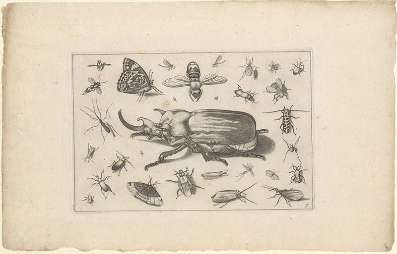 Rhinoceros beetle, and other insects, uncropped engraving with margins, Diversae insectarum volatilium icones ad vivum accuratissime depictae, by Jacob Hoefnagel, plate 7, 1630 (Linda Hall Library)