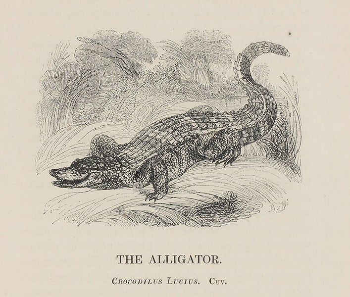 Alligator, wood engraving by William Harvey, in Edward Bennett, The Tower Menagerie, 1829 (Linda Hall Library)