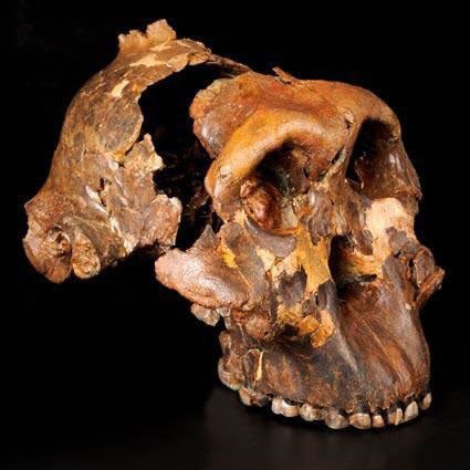 Original skull of OH 5, known as Zinj, in the National Museum of Tanzania (nmt.go.tz)