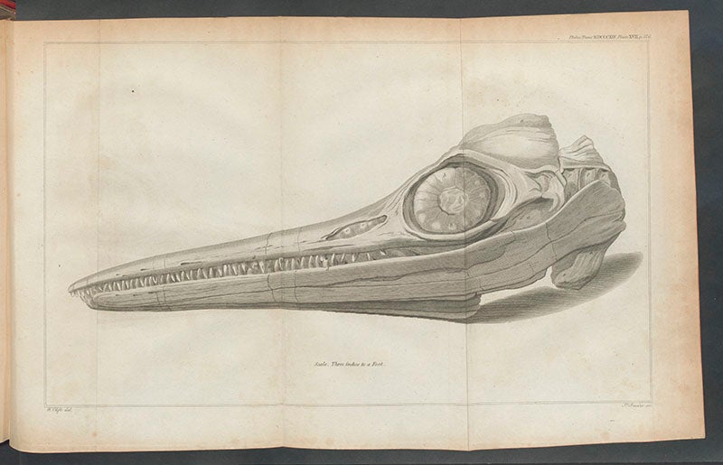 Ichthyosaurus skull, engraved by James Basire II, for an article by Everard Home, <i>Philosophical Transactions of the Royal Society of London</i>, vol. 104, 1814 (Linda Hall Library