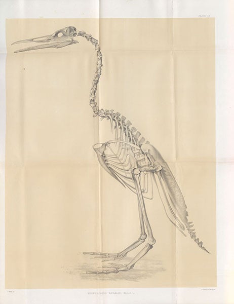 Skeletal restoration of Hesperornis regalis, a flightless bird of the Cretaceous era, named and described by O.C. Marsh, lithograph in Odontornithes: A Monograph of the Extinct Toothed Birds of North America, Memoirs of the Peabody Museum of Natural History, vol. 1, pl. 20, 1880 (Linda Hall Library)