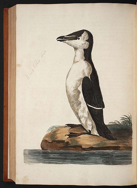 Black-billed auk, colored engraving by Peter Mazell after a drawing by Peter Paillou, in Thomas Pennant, British Zoology, 1766 (Linda Hall Library)