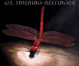Trithemis arteriosa, a dragonfly indigenous to Kenya. Oil on canvas, 9' x 7.5'. Image source: This specimen was captured in 1987 and painted at Union Station, Kansas City, Missouri in 2004.