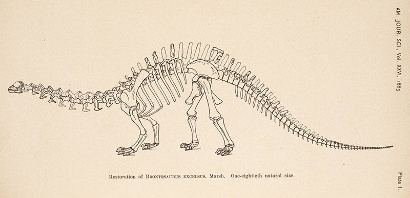 Brontosaurus restoration by Marsh, 1883 (Linda Hall Library)