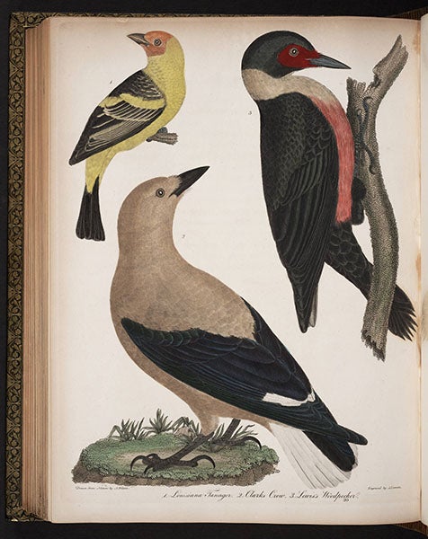 Clark’s crow (or Clark’s nutcracker), bottom center, in Alexander Wilson, American Ornithology, 1808-11; Lewis’s nutcracker is at the right (Linda Hall Library)