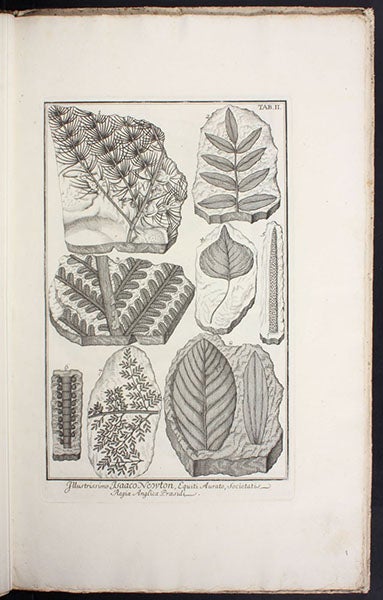 Fossilized leaves and plants, engraving in Herbarium diluvianum, by Johann Jakob Scheuchzer, 1709 (Linda Hall Library)