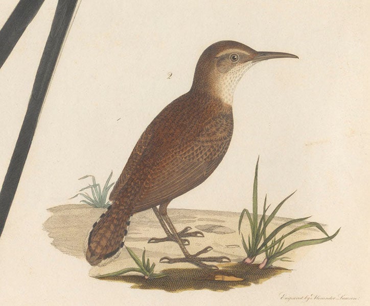 Rocky Mountain anteater, detail of a hand-colored engraving by Alexander Lawson after a drawing “from nature” by Titian R. Peale, in American Ornithology, by Charles-Lucien Bonaparte, vol. 1, 1825 (Linda Hall Library)