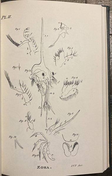 Zoea and its parts, larval stage of a crab, engraving in Zoological Researches and Illustrations, by John Vaughan Thompson, orig. publ. in 5 numbers, 1828-34; republ. in facsimile by the Society for the Bibliography of Natural History, 1968 (Linda Hall Library)
