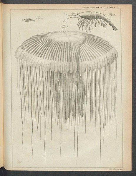 “Medusa pellucens,” engraving by James Basire II for an article by J. Macartney, Phil Trans, vol 100, 1810 (Linda Hall Library)