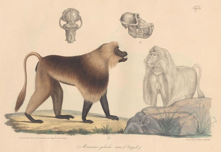 Macacus gelada (gelada baboon), hand-colored lithograph, cropped, Neue Wirbelthiere zu der Fauna von Abyssinien, by Eduard Rüppell, [v. 1] Säugethiere, plate 2, 1835 (Linda Hall Library)