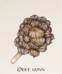 Nypa fruit (palm), Nypa fruticans, in watercolor. Metrosideros excelsa, a member of the Myrtle family, in watercolor.