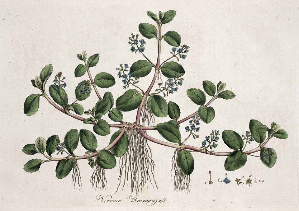 Brookline. Image source: Curtis, William. Flora Londinensis. Vol. 1, London: Printed for and sold by the author ... and B. White ..., 1777, pl. 3.