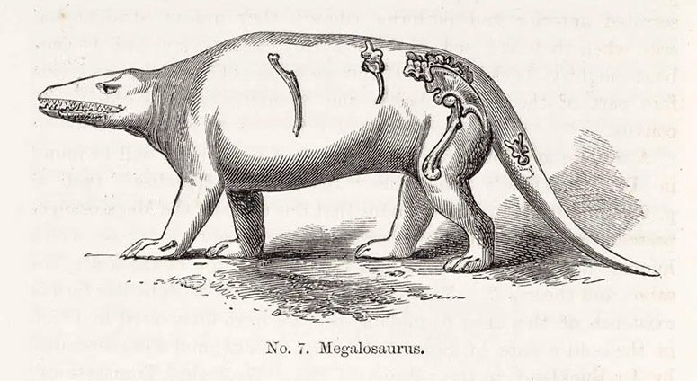 Megalosaurus, restoration on paper, by Richard Owen, in his Geology and Inhabitants of the Ancient World, p. 20, 1854; the few bones on which the restoration is based are indicated on the drawing (Linda Hall Library)