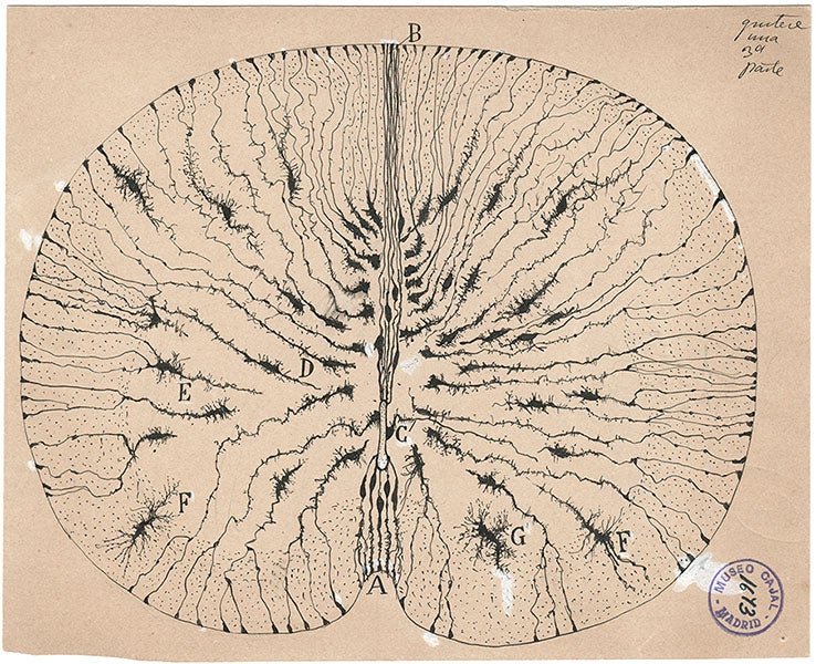 Glial cells of the spinal cord of a mouse, ink and pencil on paper, drawing by Santiago Ramón y Cajal, 1899, Cajal Institute (CSIC), Madrid (Wikimedia commons)