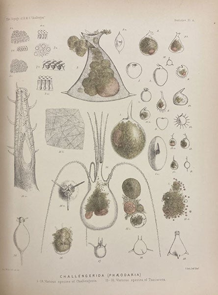 Challengerida, a new kind of foraminifera, chromolithograph, Report on the Scientific Results of the Voyage of H.M.S. Challenger during the years 1873-76, Narrative, ed. by C. Wyville Thomson and John Murray, vol. 1, 1885 (Linda Hall Library)