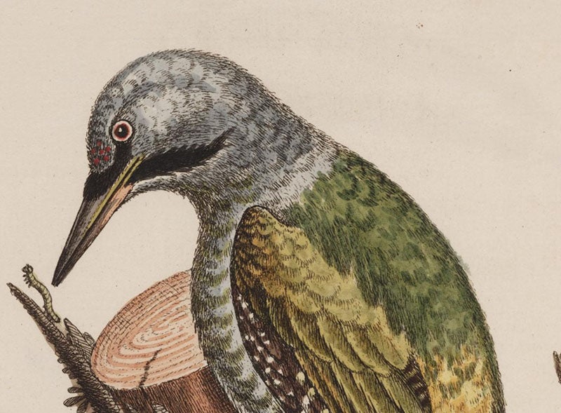 The head of the Grey-headed green woodpecker, detail of fourth image, hand-colored etching, by George Edwards, University of Wisconsin-Madison Libraries (search.library.wisc.edu)