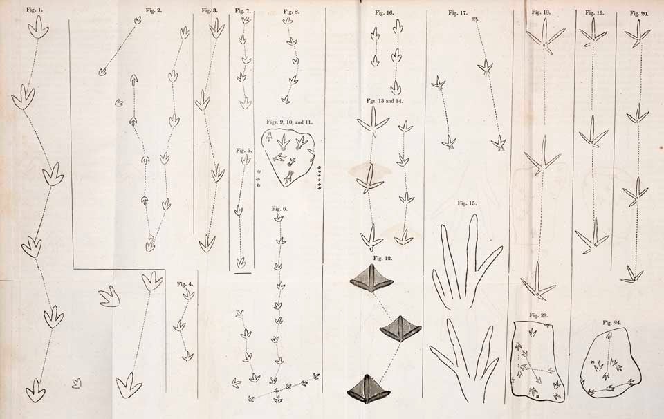Fossil footprints of the Connecticut River Valley. This work is part of our History of Science Collection, but it was NOT included in the original exhibition. Image source: Hitchcock, Edward. "Ornithichnology. Description of the Foot marks of Birds, (Ornithichnites) on new Red Sandstone in Massachusetts," in: American Journal of Science, ser. 1, vol. 29 (1836), pp. 310-311. 