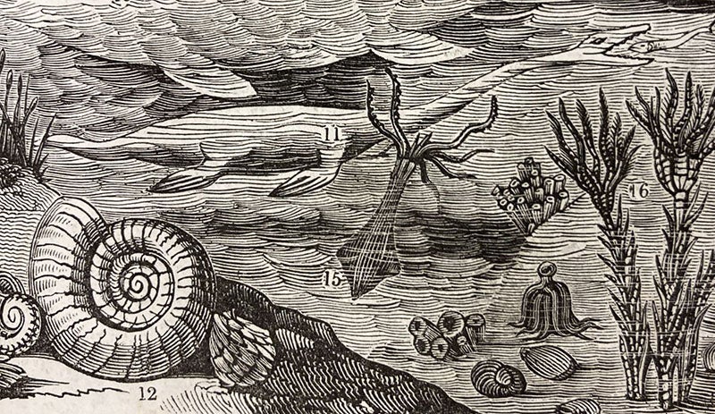 Ammonite (12), cuttlefish (15), encrinites (16), detail of woodcut, The Penny Magazine, vol. 2, no. 100, p. 408, Oct. 26, 1833 (The Linda Hall)