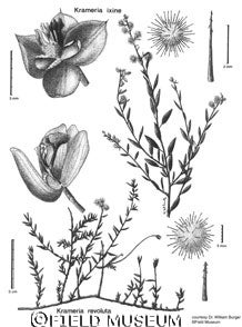 Specimens of Krameria ixine and Krameria revoluta illustrated for Dr. William Burger. Image source: Botany Department, Field Museum.