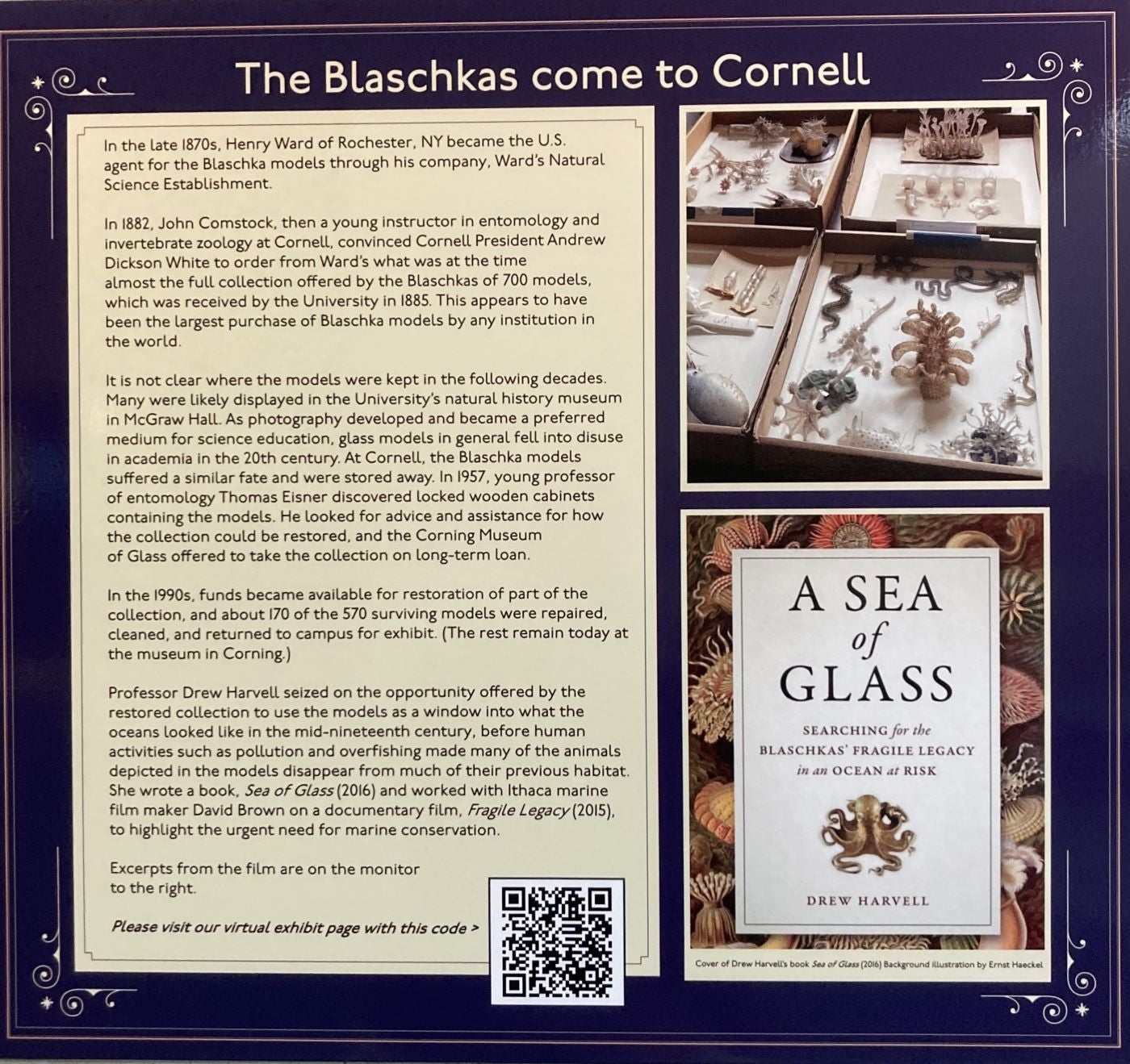 One of the many wall signs explaining the Blaschka Marine Invertebrate Collection, Museum of the Earth, Cornell University (photo by the author)