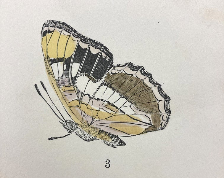 California Sister butterfly, hand-colored woodcut by Charles Johnson Maynard, detail of larger plate in his Manual of North American Butterflies, plate VII, 1891 (Linda Hall Library)