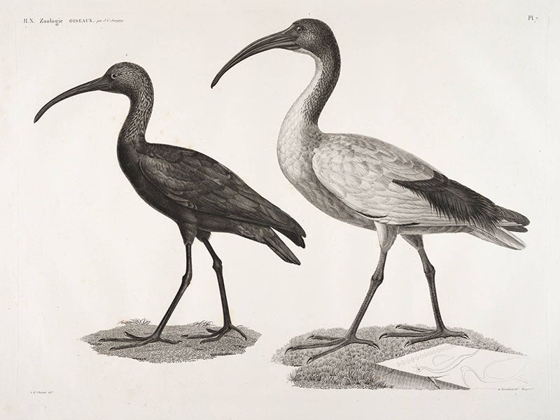 Black and white ibis, <i>Description de l'Egypte</i> (Linda Hall Library)