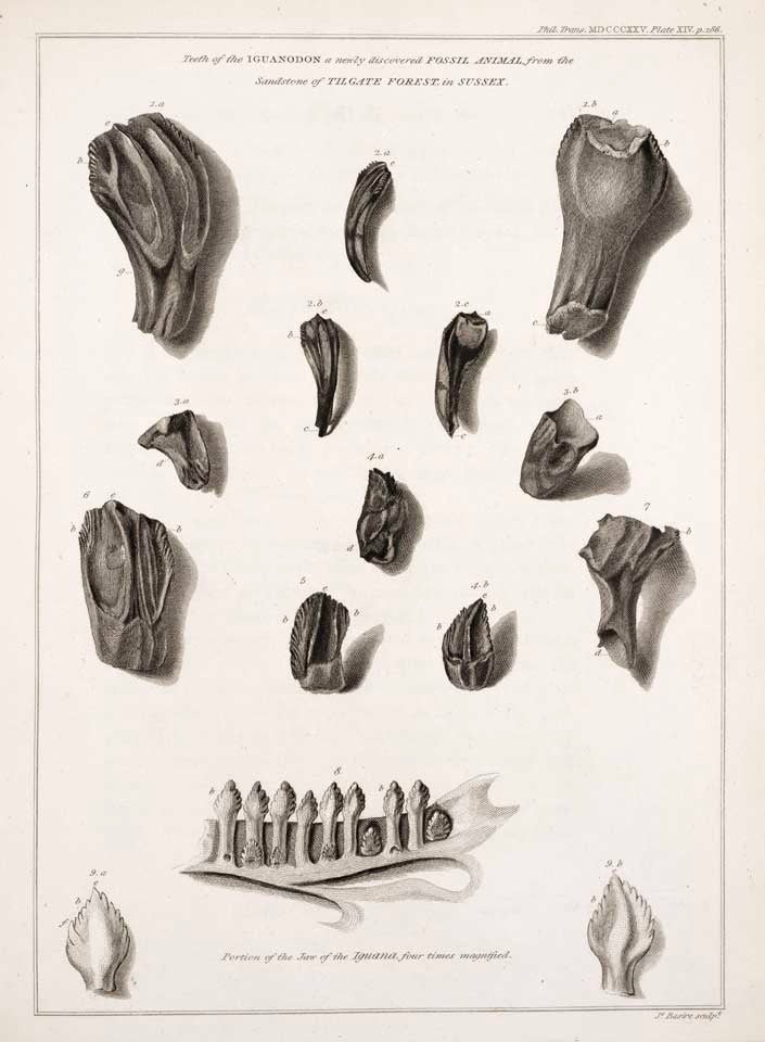 Teeth of the Iguanodon. This work was on display in the original exhibition as item 2. Image source: Mantell, Gideon. "Notice on the Iguanodon, a newly discovered fossil reptile, from the sandstone of Tilgate Forest, in Sussex," in: Philosophical Transactions of the Royal Society of London, vol. 115 (1825), p. 186, pl. 14.