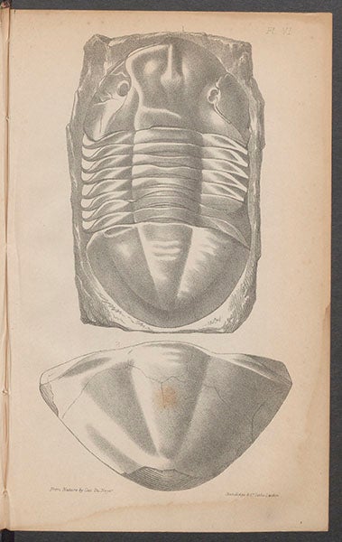An <i>Isotelus</i> trilobite, lithograph, in Joseph Portlock, <i>Report on the Geology of Londonderry</i>, 1843 (Linda Hall Library)