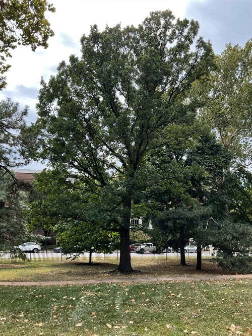 Burr Oak In Fall Burr Oak 34-9-1 - The Linda Hall