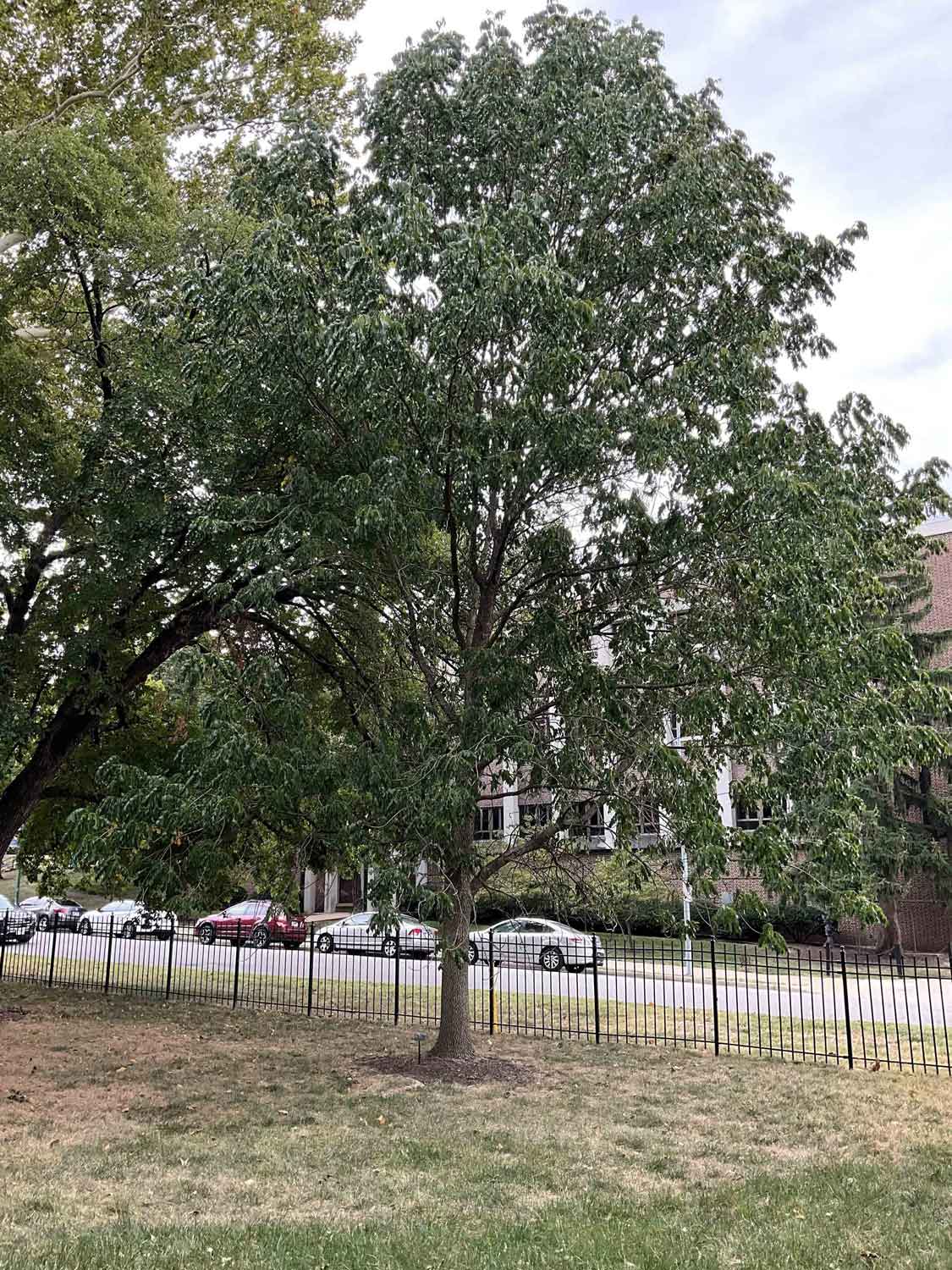 350 ash blue on feet