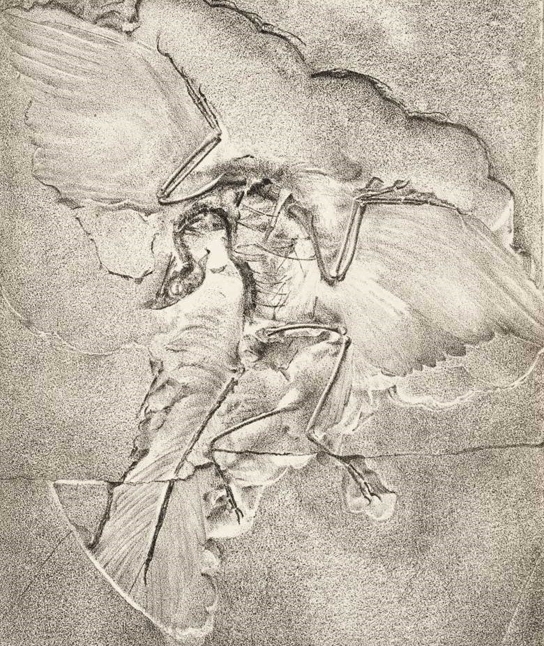 The Berlin Archaeopteryx. This work was on display in the original exhibition as item 16. Image source: Seeley, Harry G. "On some differences between the London and Berlin specimens referred to Archaeopteryx," in: Geological Magazine, series 2, vol. 8 (1881), pp. 454-455.